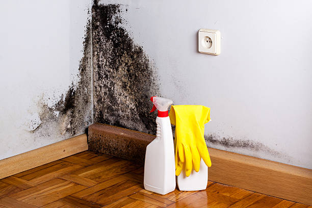 Best Residential Mold Removal  in Millville, NJ
